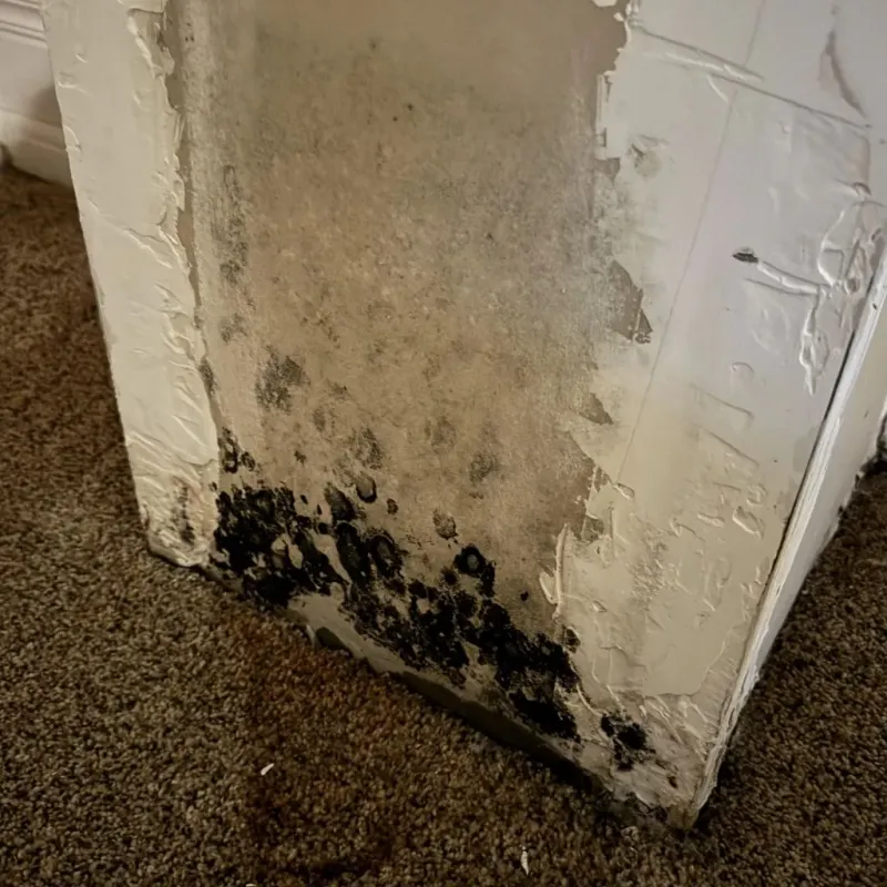Professional Mold Removal in Cabazon, CA